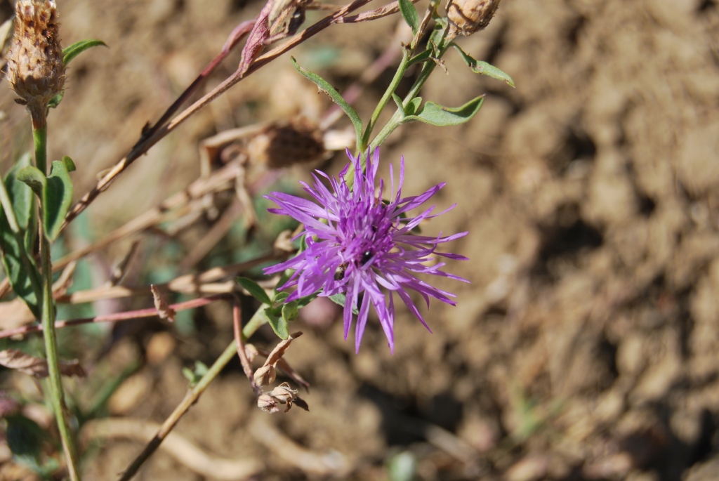 Id - Centaurea sp.